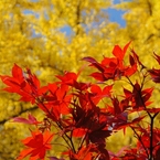 本土寺の紅葉5