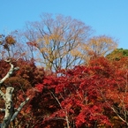 本土寺の紅葉6