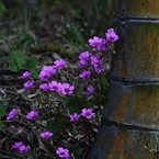 竹林の花