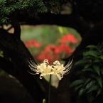彼岸花＠祖光院　- 三角空間 -