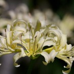 Lycoris