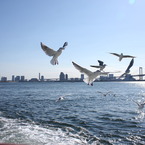 fly