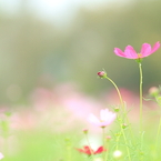 秋桜　- 雨上がり -