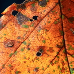 The leaf of autumn