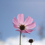 秋桜