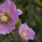 芙蓉？だっけ？