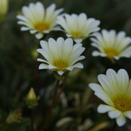 カモミール？なんか菊の類
