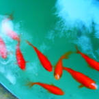 金魚３