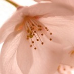 桜　～　花惑い