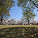 桜紋様