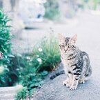 佇むお猫様。