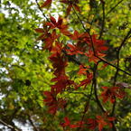 日光東照宮　参道の紅葉