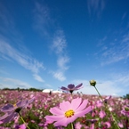 Cosmos sky hight!!!