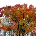 紅葉2011-3