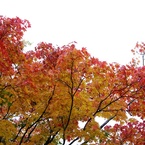 紅葉2011-4