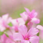 幸せのちいさな花