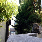 塀の猫
