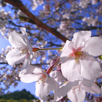 桜