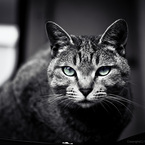 CAT MOVES