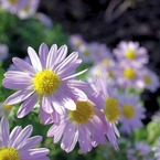 _IGP1870_edited-1