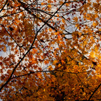 戌の日　お参り