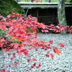 紅葉15