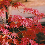 紅