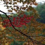 色付く紅葉