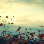 Cosmos sulphureus #2