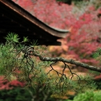 銀閣寺の松