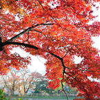 20111129_05_長岡天満宮