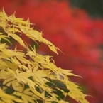 平林寺紅葉5