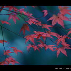 2011 紅葉