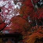 古寺の門