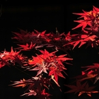 紅、浮かぶ