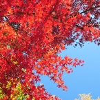 紅と蒼