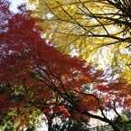 境界線上の紅葉