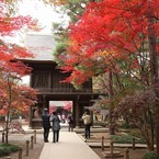 平林寺の紅葉５