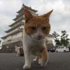 通りすがり猫65