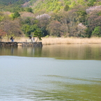 桜東風