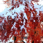 紅葉と雪のコラボ