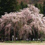 おしら様の枝垂れ桜