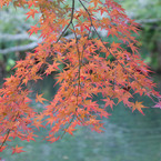 永観堂の紅葉