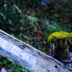 苔萌え