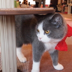 猫カフェ⑥蝶ネクタイ