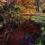 池を染める秋