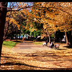 フィルムで撮った清澄公園