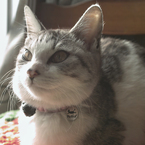 ねこ