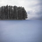 the wHite