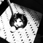 猫の顔